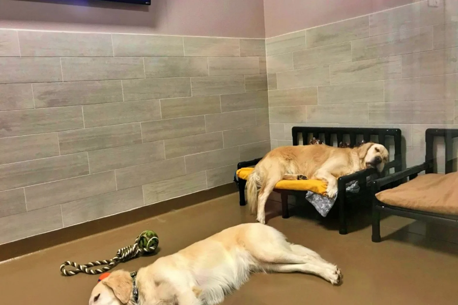Pet Smart Dog Daycare