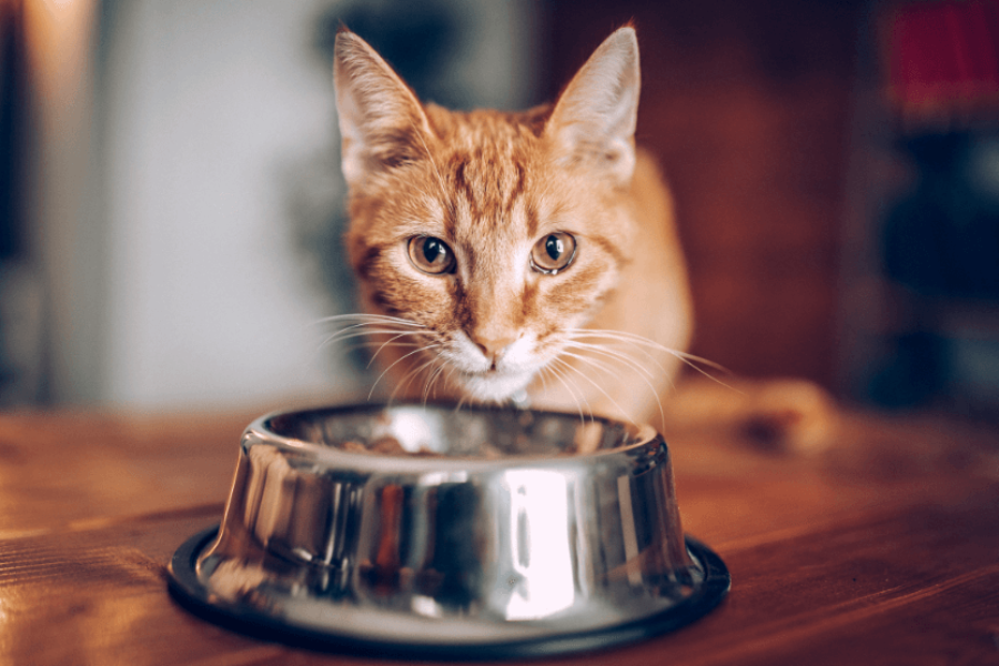 Pet Fresh Cat Food