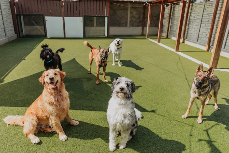 Pet Smart Dog Daycare