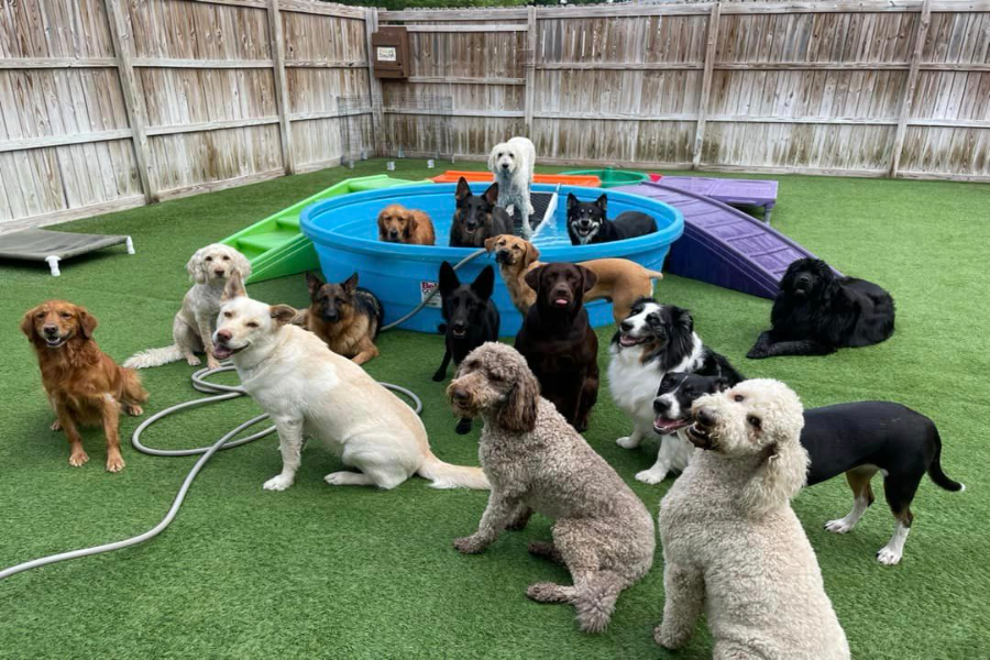 Pet Smart Dog Daycare