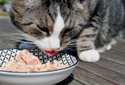 Pet Fresh Cat Food