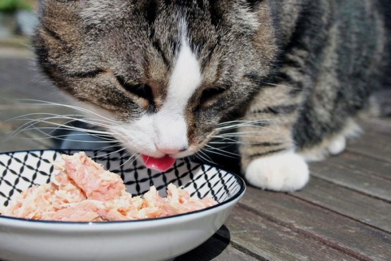 Pet Fresh Cat Food