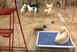 Pet Smart Dog Daycare