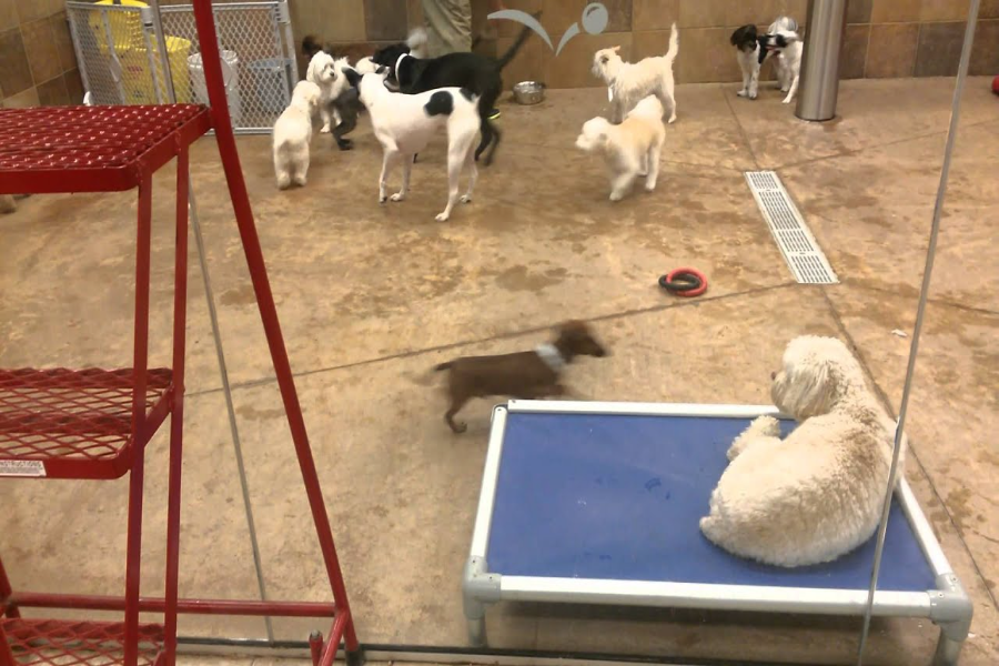 Pet Smart Dog Daycare