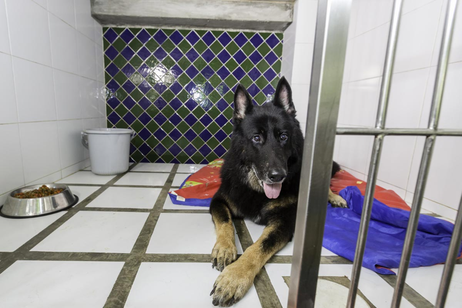 Pet Smart Hotel